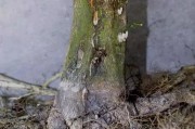 柑橘樹(shù)病蟲(chóng)害防治抗旱_柑橘礦物油如何兌水比例
