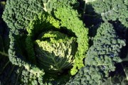 沃柑果上青苔怎么處理（沃柑內壁發(fā)綠還能吃嗎?）