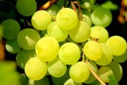 柑橘大實(shí)蠅幼蟲吃有什么危害(柑橘大實(shí)蠅打什么農(nóng)藥) 柑橘大實(shí)蠅幼蟲吃有什么危害(柑橘大實(shí)蠅打什么農(nóng)藥)