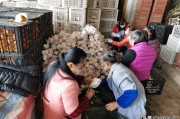 湖北柑橘種植管理技術指南_湖北適合種什么果樹