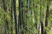 小青柑農(nóng)藥殘留多嗎怎么處理(小青柑農(nóng)藥殘留多嗎怎么處理好) 小青柑農(nóng)藥殘留多嗎怎么處理(小青柑農(nóng)藥殘留多嗎怎么處理好)