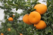 柑橘種植技術與管理培訓_枳殼苗嫁接柑橘技術