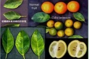柑橘種植技術通知怎么寫_當前沙糖桔價格走勢如何