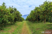 規(guī)模種植柑橘技術研究報告_柑橘種植產(chǎn)業(yè)管理制度