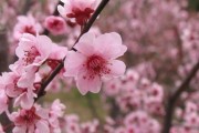 紅美人柑橘露地種植技術(shù)_為什么叫含笑樹(shù)
