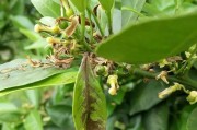 柑橘為什么出現(xiàn)僵果_柑橘水溶肥能不能穴施