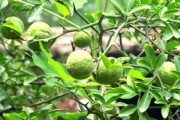 柑橘種子如何種植技術_種一棵橘子樹需要多少棵種子