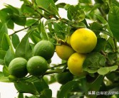 防蟲網(wǎng)內種植柑橘技術_用于臍橙種植的防蟲網(wǎng)有哪些推薦