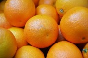 特早熟蜜桔苗（特早熟蜜桔新品種）