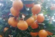 南寧柑橘苗種植技術(shù)_廣西8月份柑橘生長處于什么階段 南寧柑橘苗種植技術(shù)_廣西8月份柑橘生長處于什么階段
