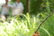 防治柑橘木虱用什么藥效果好(柑橘木虱用什么藥能殺死) 防治柑橘木虱用什么藥效果好(柑橘木虱用什么藥能殺死)