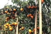 柑橘種植技術(shù)網(wǎng)站大全_春見柑橘的種植技術(shù)是什么 柑橘種植技術(shù)網(wǎng)站大全_春見柑橘的種植技術(shù)是什么