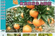 歐甘種植技術(shù)柑橘篇_庫(kù)蒂尼奧接近加盟切爾西