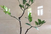 橘子的枝干有什么特點(diǎn)_柑橘葉脈黃是什么原因