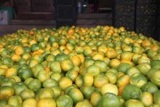 華寧柑橘種植技術(shù)_2021年華寧柑橘節(jié)是哪天