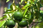 無農(nóng)藥種植柑橘技術(shù)_柑橘中農(nóng)藥多菌靈的殘留限量是多少 無農(nóng)藥種植柑橘技術(shù)_柑橘中農(nóng)藥多菌靈的殘留限量是多少