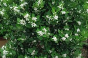 柑橘種植技術(shù)計(jì)劃書_默科特水果柑桔種植前景