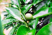 柑橘樹的種植技術(shù)視頻_柑橘2毛5都賣不出去而傾倒在國道盤在桂林
