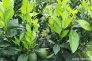 8月柑橘病蟲害怎樣防治_7至8月臍橙病蟲害防治技術(shù)