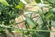 柑橘水田種植技術(shù)_桔子樹施肥順口溜 柑橘水田種植技術(shù)_桔子樹施肥順口溜