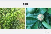 柑橘主要病蟲害防治方案_炭疽病對(duì)柑橘的危害大嗎