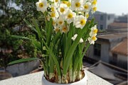 橘子樹花苞圖片_如何讓橘子樹開花結(jié)果 橘子樹花苞圖片_如何讓橘子樹開花結(jié)果