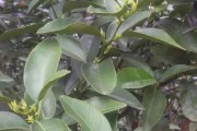 柑橘樹(shù)種植技術(shù)打藥技術(shù)_果樹(shù)春季打藥加尿素行嗎