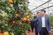 柑橘農(nóng)場種植技術(shù)_如何做到在一年內(nèi)開花掛果兩次 柑橘農(nóng)場種植技術(shù)_如何做到在一年內(nèi)開花掛果兩次