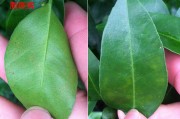 柑橘常見病害圖譜大全(柑橘常見病害圖譜大全圖片)