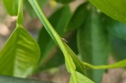 柑橘種植技術(shù)與管理視頻_柑橘農(nóng)資進入洗牌階段