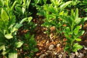 柑橘種植矮化管理技術(shù)_桔樹(shù)的壽命一般為多長(zhǎng) 柑橘種植矮化管理技術(shù)_桔樹(shù)的壽命一般為多長(zhǎng)