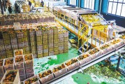 柑橘153號(hào)是什么_什么是QQ飛車