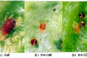 柑橘7-8月份主要病蟲害_柑橘一保與二保多長時(shí)間