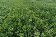 耙耙柑在哪個(gè)地方種植(耙耙柑什么地方可以種植)