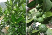 春季柑橘樹(shù)預(yù)防什么病蟲害_柑橘修剪16口訣