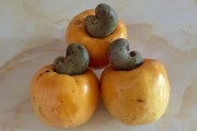 青皮柑果什么水果？揭秘其品種特性與獨(dú)特營(yíng)養(yǎng)價(jià)值解析