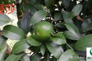 愛莎柑橘苗哪里最正品_愛莎橘子樹抗寒如何 愛莎柑橘苗哪里最正品_愛莎橘子樹抗寒如何