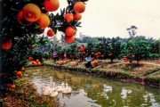 丘陵山地柑橘種植技術(shù)要點(diǎn)_漢中特產(chǎn)水果是哪一個