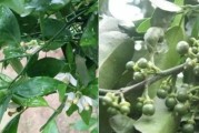 柑橘種植保花保果技術(shù)_柑橘二保還需要配九二0嗎