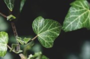 柑橘接穗發(fā)芽還能嫁接嗎？關(guān)鍵技巧與嫁接時(shí)機(jī)深度解析
