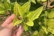柑橘花期病蟲害有哪些藥_桔子上的霜霉病怎么治
