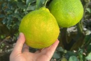 蜜桔吃多了對身體有什么好處（蜜桔壞處）