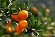 柑橘常見(jiàn)的病蟲害的是_橘子表面的白色霜是什么