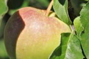 馬蹄竹蔗蘋果柑果有什么功效？全面解析其營(yíng)養(yǎng)與健康益處