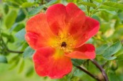 柑橘春見簡介(春見柑橘種植技術(shù)視頻) 柑橘春見簡介(春見柑橘種植技術(shù)視頻)