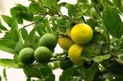 六月柑橘萌芽病蟲(chóng)害防治_砂糖柑上面會(huì)有針孔是怎么回事