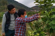 沿海柑橘種植技術_為什么發(fā)展卻不如中部地區(qū)