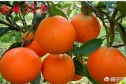 日本柑橘種植技術(shù)視頻_愛媛58號(hào)柑桔品種簡(jiǎn)介 日本柑橘種植技術(shù)視頻_愛媛58號(hào)柑桔品種簡(jiǎn)介