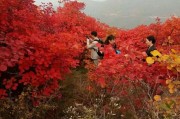 一樹柑橘紅種植技術(shù)_紅橘花唯美句子