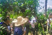 柑橘科學種植技術(shù)培訓_柑橘的種植距離要多遠才行
